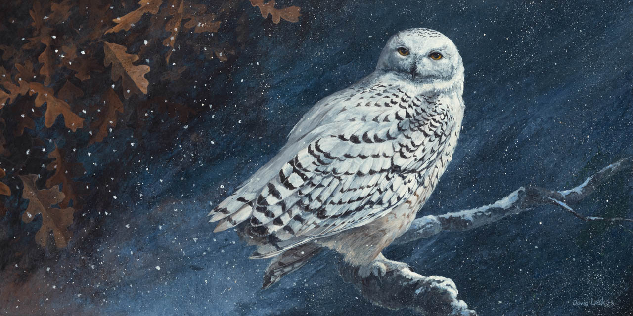 snow owl painting david lash
