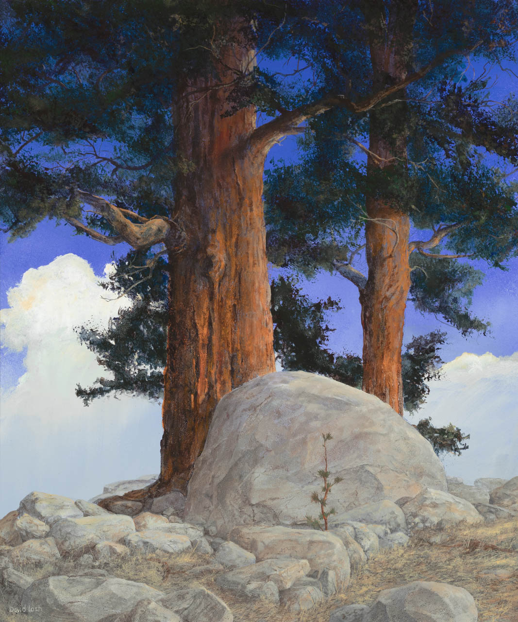 ponderosa pine tree painting by david lash