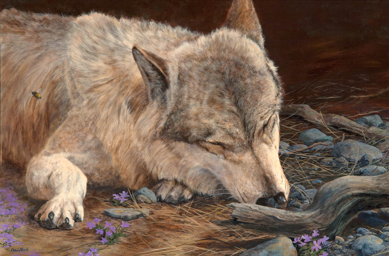 sleeping wolf painting